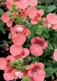 Diascia 'Hector Harrison'